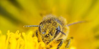 Giornata Mondiale delle Api: Sentinelle della Biodiversità e della Sicurezza Alimentare