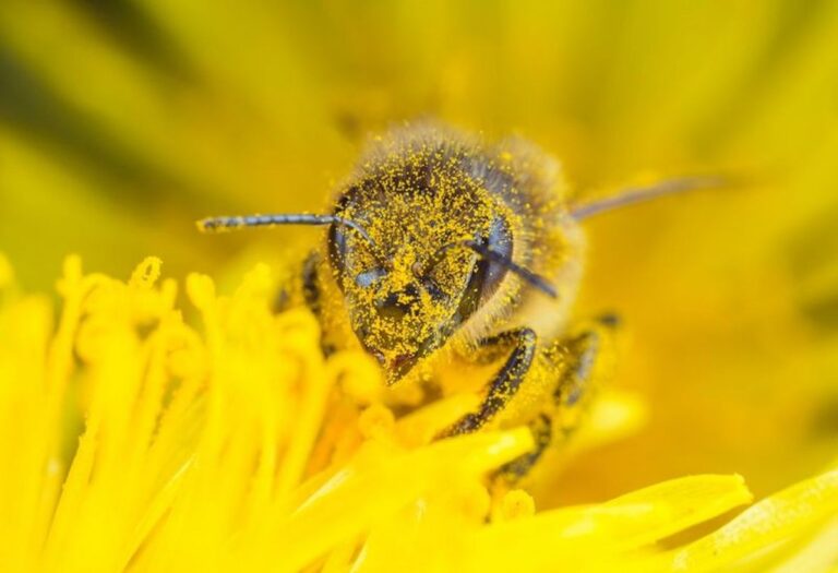 Giornata Mondiale delle Api: Sentinelle della Biodiversità e della Sicurezza Alimentare