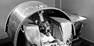 Laika: il sacrificio silenzioso della prima viaggiatrice spaziale